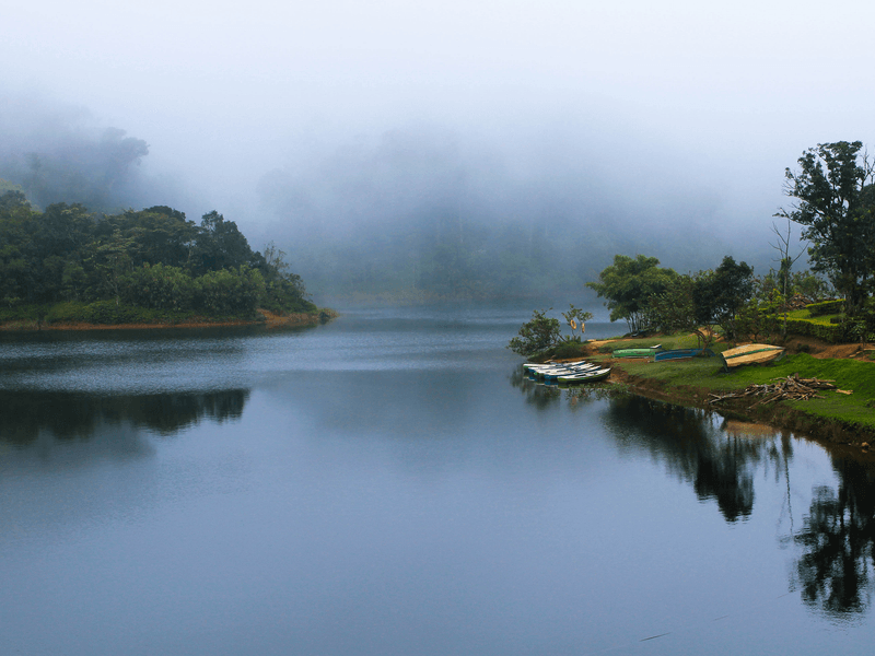 Gavi Forest